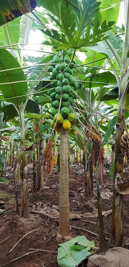 Banana Farm House Hampi Exterior photo